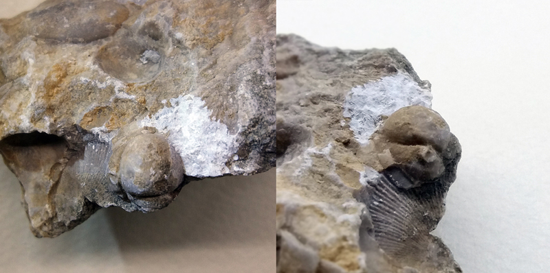 Longiproetus sp. - velikost hlavy 15 mm (sag), velikost pygidia 13 mm ...