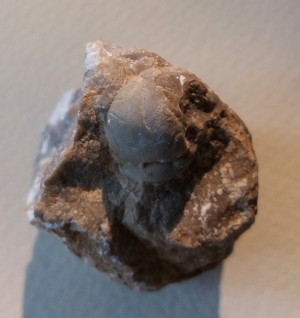 Longiproetus sp. - velikost hlavy 15 mm (sag), velikost pygidia 13 mm ...