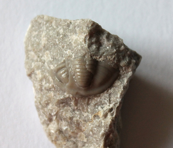 Longiproetus sp. - velikost hlavy 15 mm (sag), velikost pygidia 13 mm ...