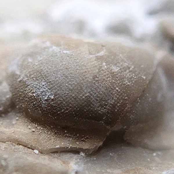 Radioscutellum intermixtum intermixtum (Hawle & Corda, 1847) - velikost ...